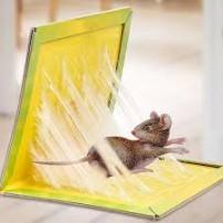 Rat Sheet Big எலி அட்டை ஹிட் - product media